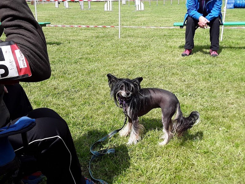 Club Canin de Tiercelet - photo 2