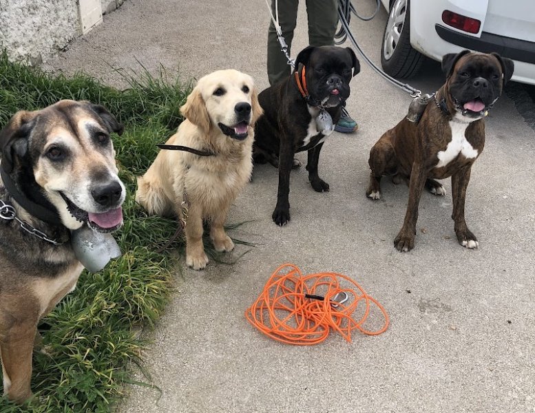 COOL DOG Comportementaliste canin. Christophe Veil - photo 1