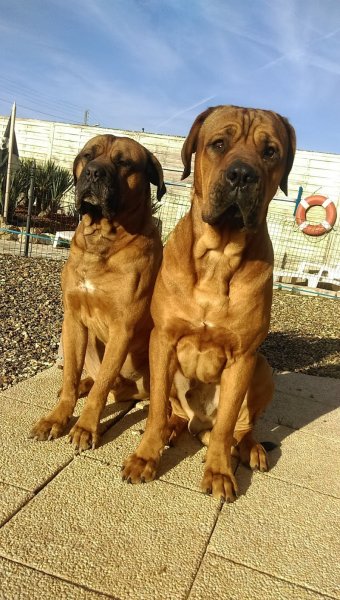 COOL DOG Comportementaliste canin. Christophe Veil - photo 2