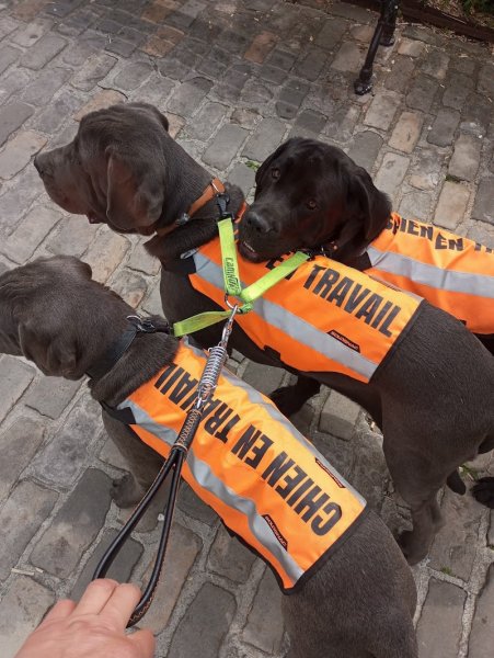 COOL DOG Comportementaliste canin. Christophe Veil - photo 3