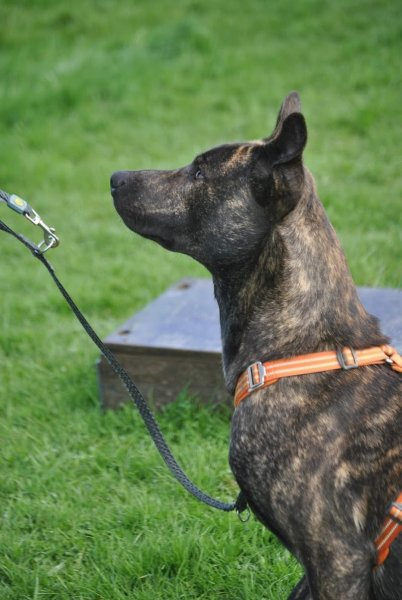 Club Canin Les Cinachiens Asbl - photo 1