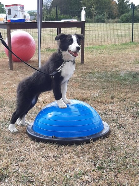 Club Canin Les Cinachiens Asbl - photo 2