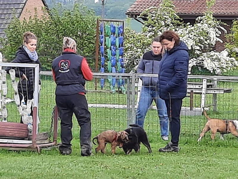 Club Canin Les Cinachiens Asbl - photo 3