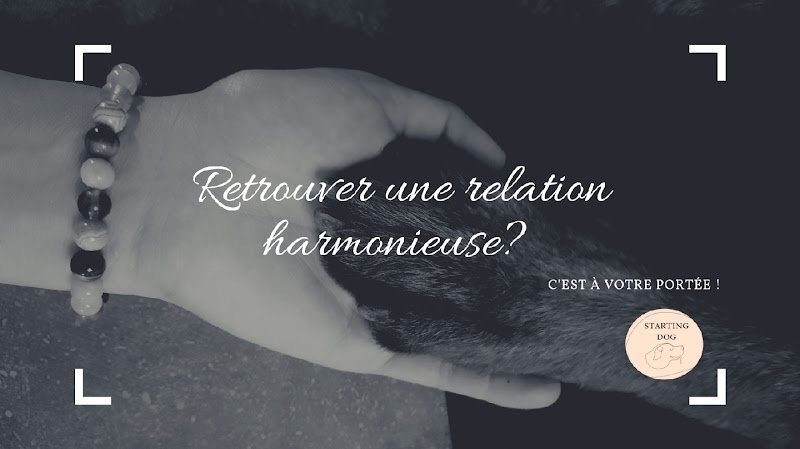 Starting Dog - éducateur et comportementaliste canin et pension