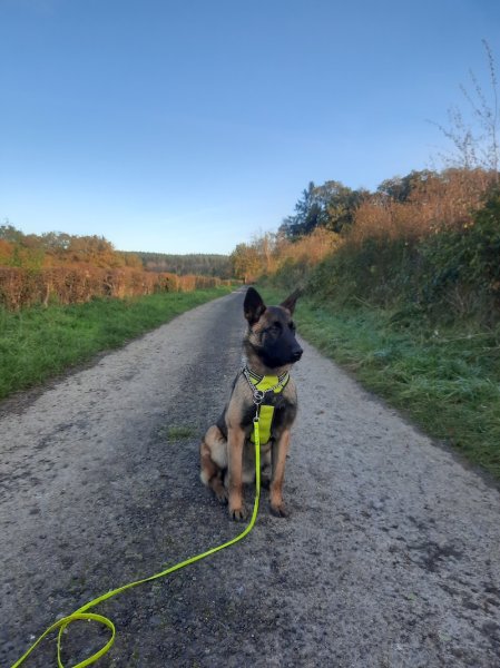 Starting Dog - éducateur et comportementaliste canin et pension - photo 3