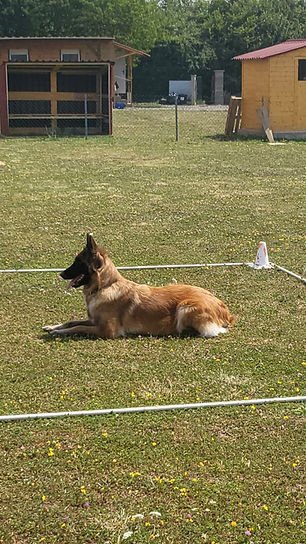 CLUB CANIN DE LANDRES - photo 1