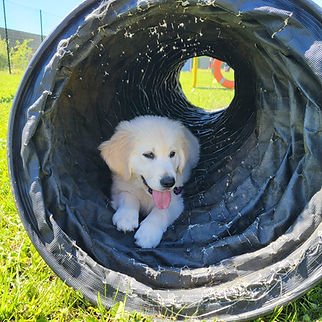CLUB CANIN DE LANDRES - photo 2