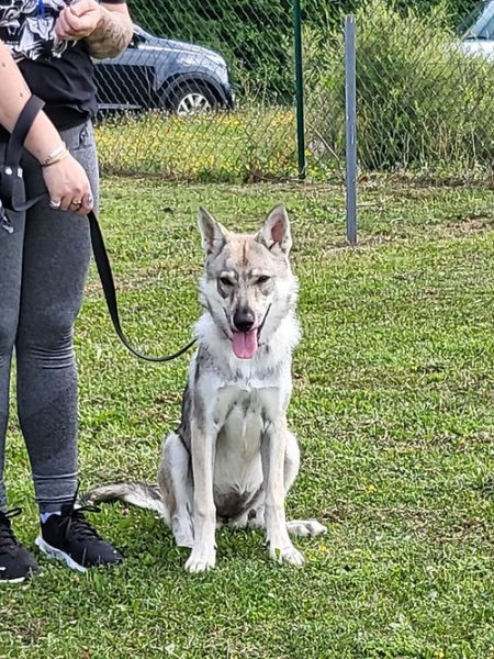 CLUB CANIN DE LANDRES - photo 3