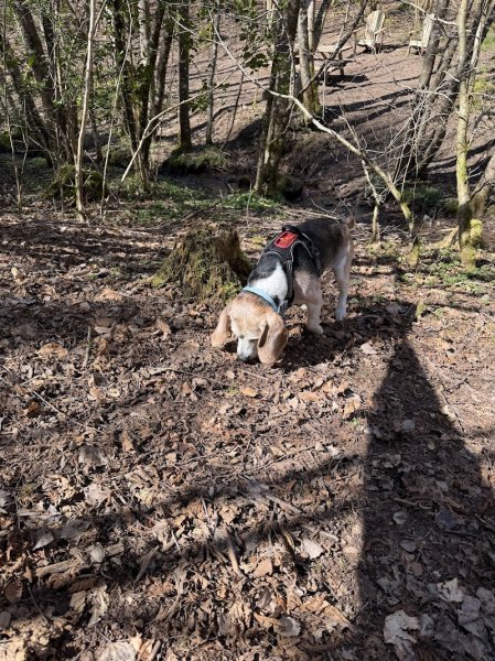Ensemble vers le bonheur - Éducateur comportementaliste canin