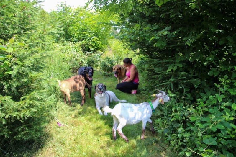 Ensemble vers le bonheur - Éducateur comportementaliste canin - photo 3
