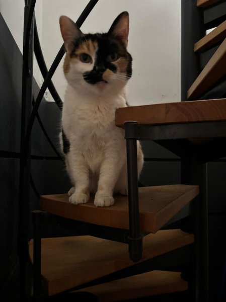 Stephandco Stephanie Hendrickx Comportementaliste félin et canin - photo 2