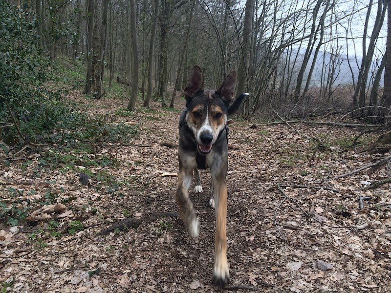 Stephandco Stephanie Hendrickx Comportementaliste félin et canin - photo 3