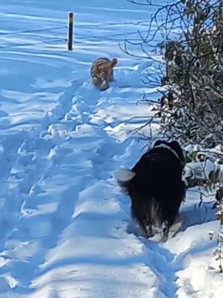 Histoire de chiens - photo 1