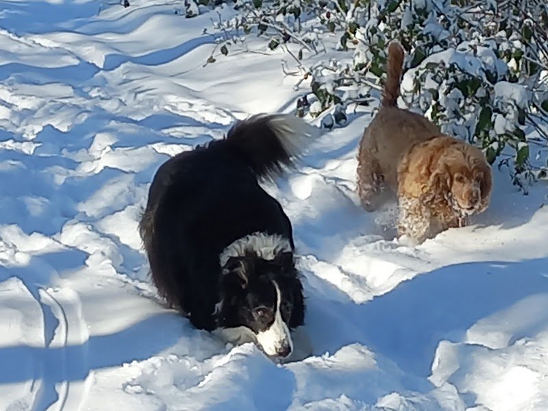 Histoire de chiens - photo 2