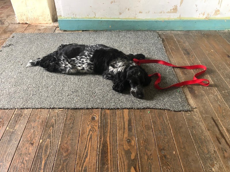 Xencecanin éducateur canin comportementaliste