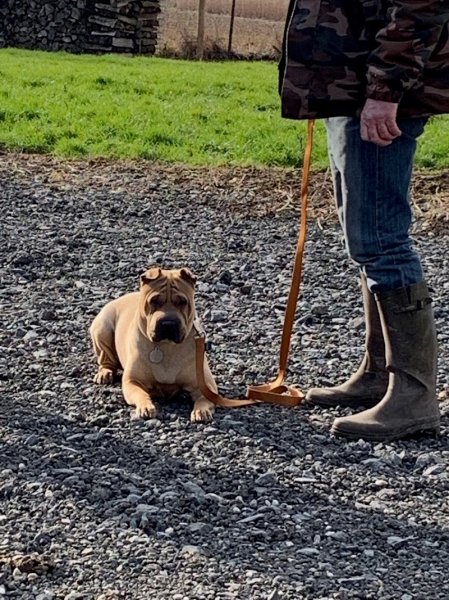 Xencecanin éducateur canin comportementaliste - photo 3