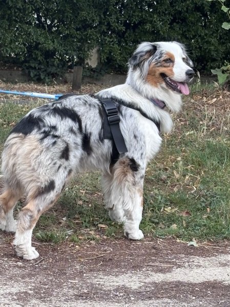 Aurélie Pfeiffer Comportementaliste - photo 2