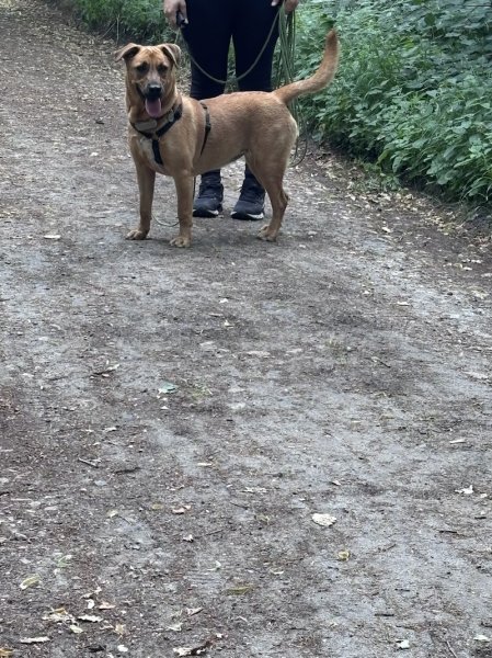 Aurélie Pfeiffer Comportementaliste - photo 3