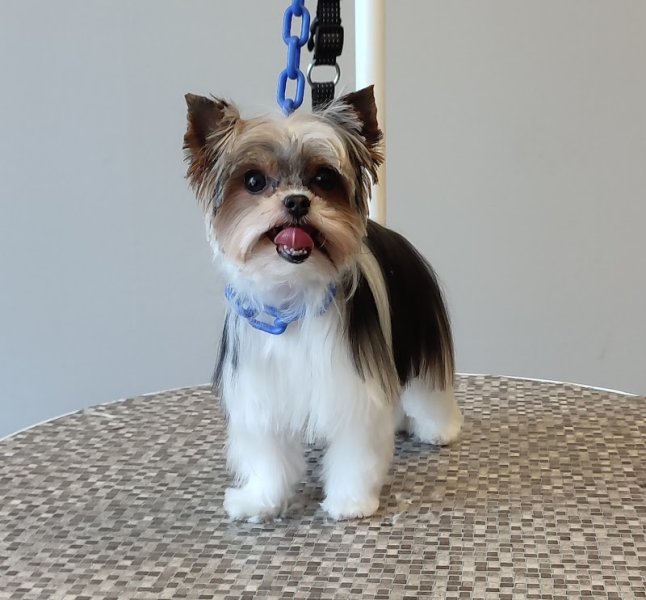 DOG PASSION Toilettage - photo 2