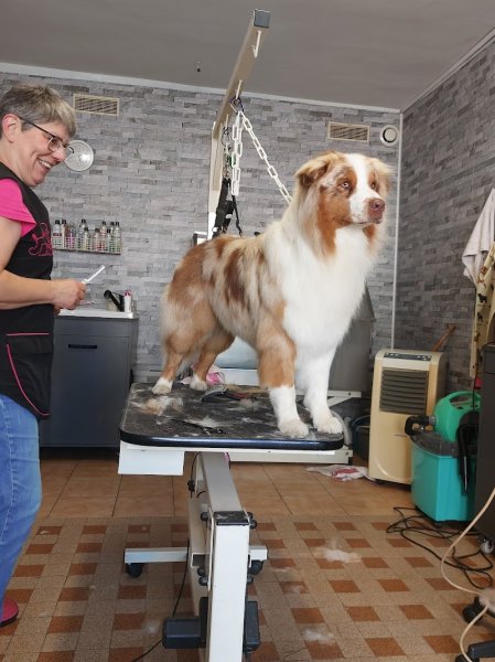 DOG PASSION Toilettage - photo 3