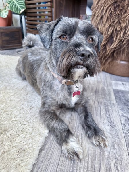 Institut Canin - photo 2