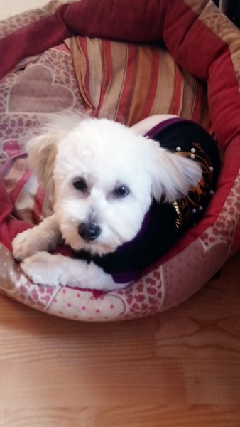 Institut Canin - photo 3