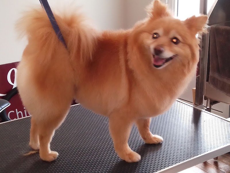 DogArt Institute Salon de Toilettage - photo 2