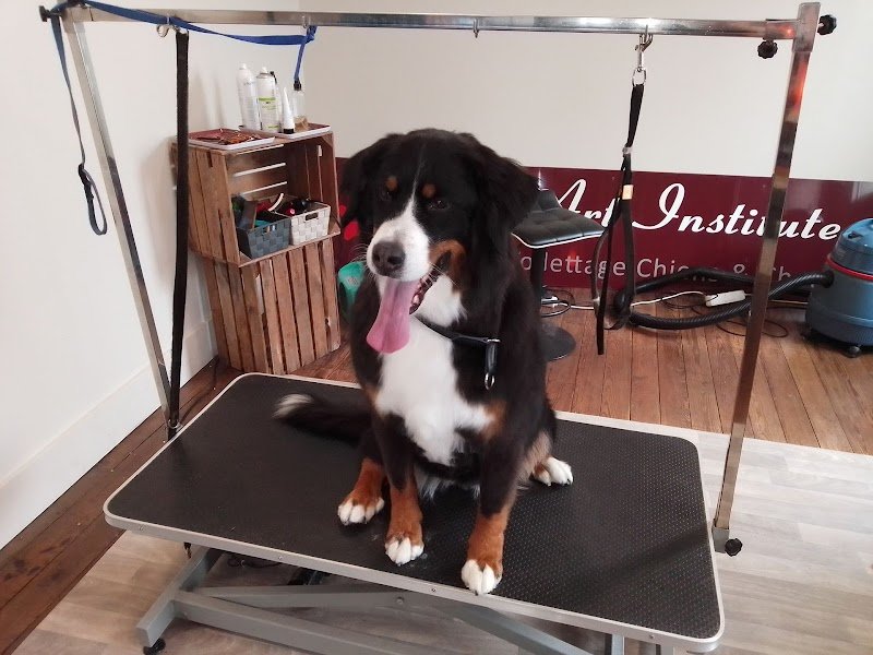 DogArt Institute Salon de Toilettage - photo 3