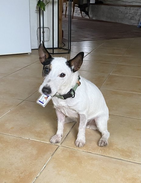 G'Early Dog Institut - photo 2