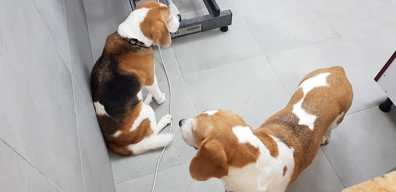 G'Early Dog Institut - photo 3