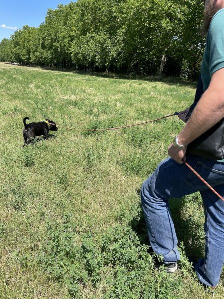 Educ Eternity Dogs - photo 2