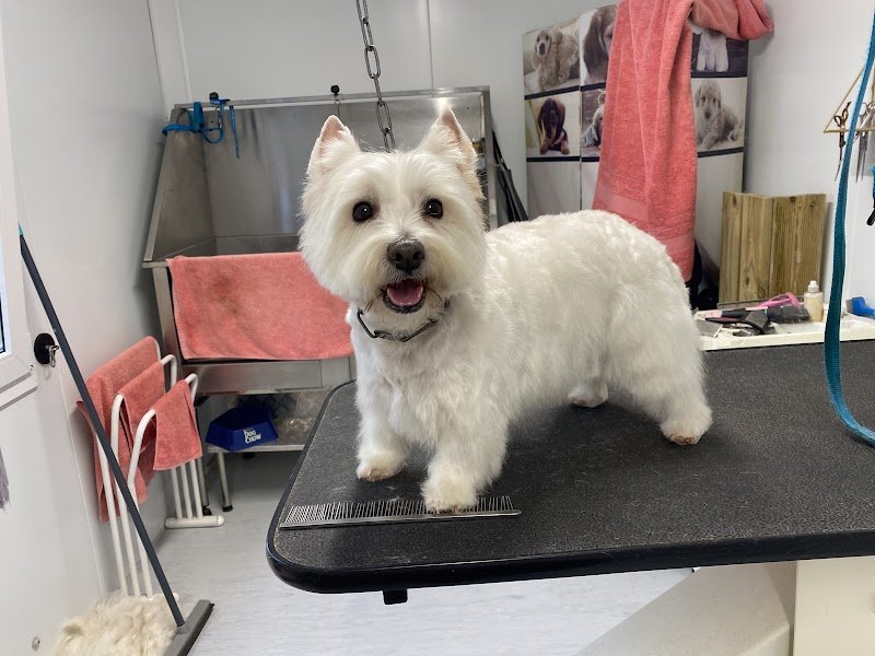 Fashion Dog - photo 2