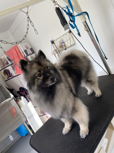 Fashion Dog - photo 3