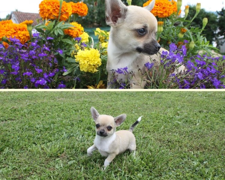 Elevage Canin et Félin Les Anges de L'Aube