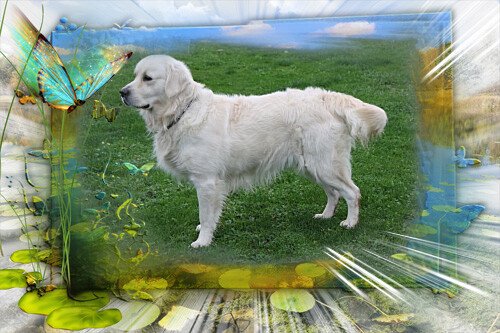 Elevage Canin et Félin Les Anges de L'Aube - photo 2