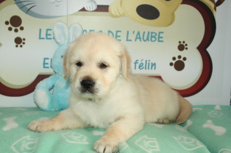 Elevage Canin et Félin Les Anges de L'Aube - photo 3