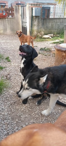 Le Clos D'Izy - Pension canine familiale & NACS