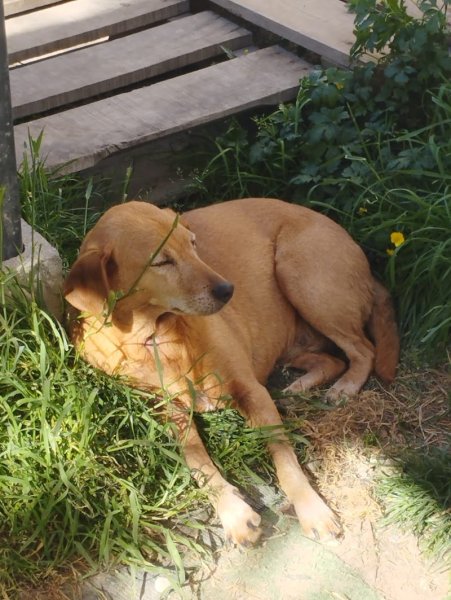 Le Clos D'Izy - Pension canine familiale & NACS - photo 2