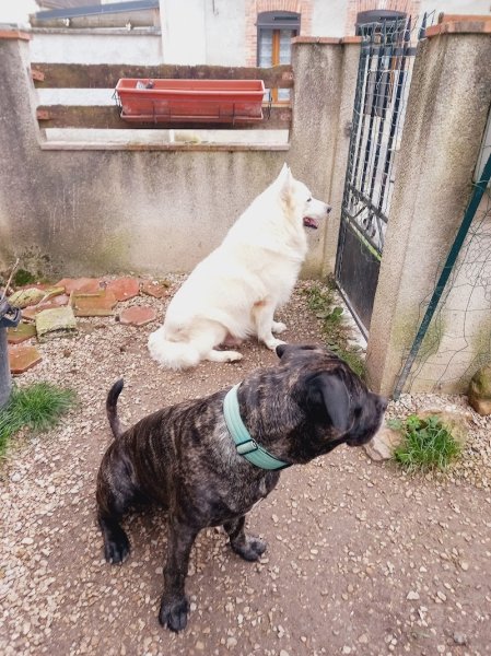 Le Clos D'Izy - Pension canine familiale & NACS - photo 3