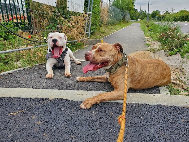 Léo&Corso - Éducation & Comportementalisme Canin - Seine Saint Denis 93 - photo 1