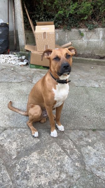 Léo&Corso - Éducation & Comportementalisme Canin - Seine Saint Denis 93 - photo 2