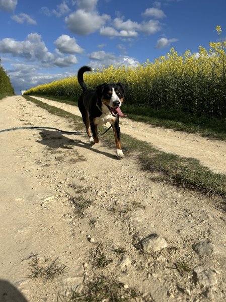 SARL E2Y Services Canin - photo 3