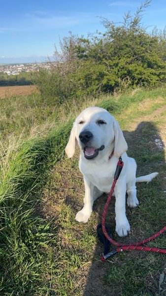 Francois Lesec éducateur comportementaliste canin - photo 2