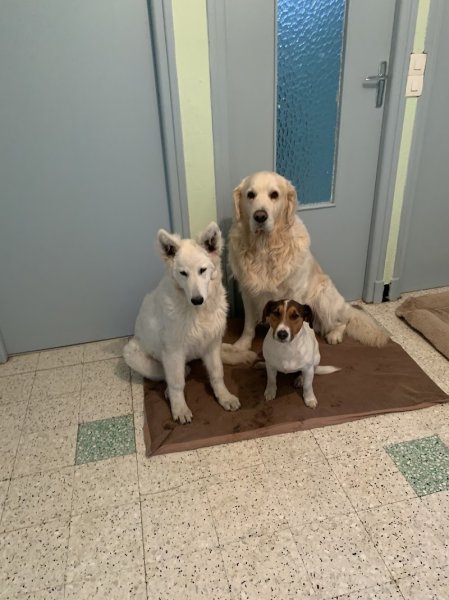 Francois Lesec éducateur comportementaliste canin - photo 3