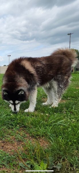 ECPV-Espace Canin de la Plaine Vosgienne - photo 2