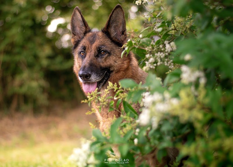 Une oreille à l'écoute ! - Education canine - zoothérapie - petsitting