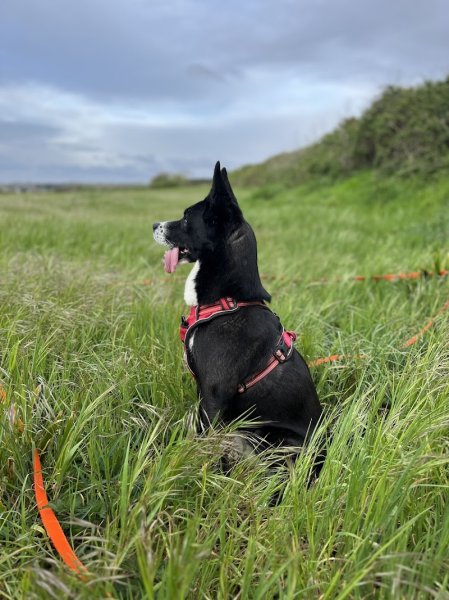 Une oreille à l'écoute ! - Education canine - zoothérapie - petsitting - photo 2