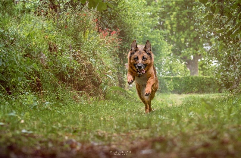 Une oreille à l'écoute ! - Education canine - zoothérapie - petsitting - photo 3