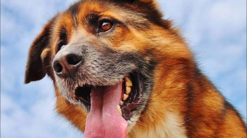 H4P formation canine - photo 2