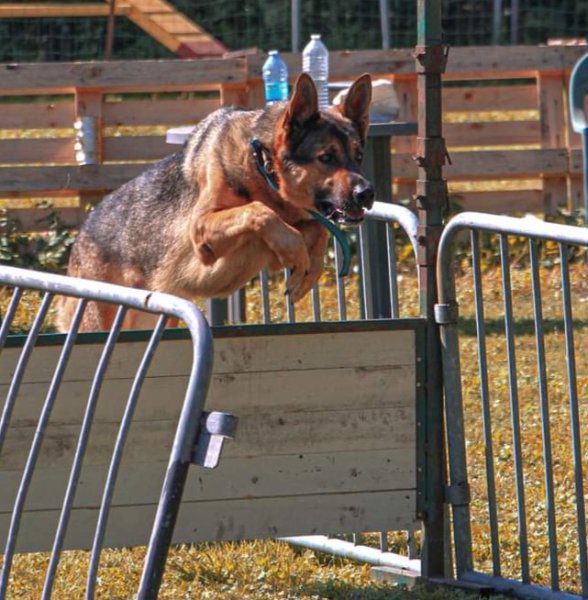 Centre d'éducation canin Pro Canis asbl